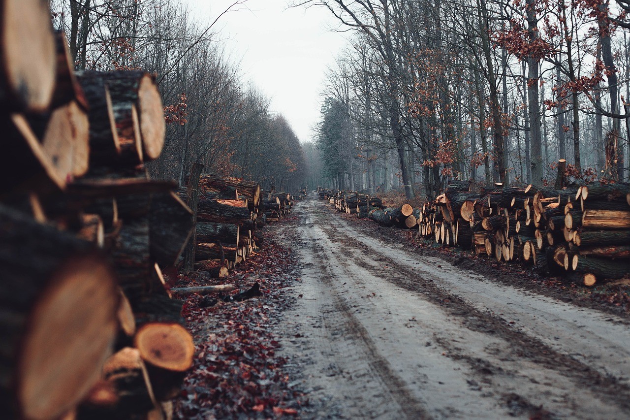 Spalanie drewna to fatalna odpowiedź na katastrofę klimatyczną – tłumaczy Ranja Łuszczek z Fundacji ClientEarth
